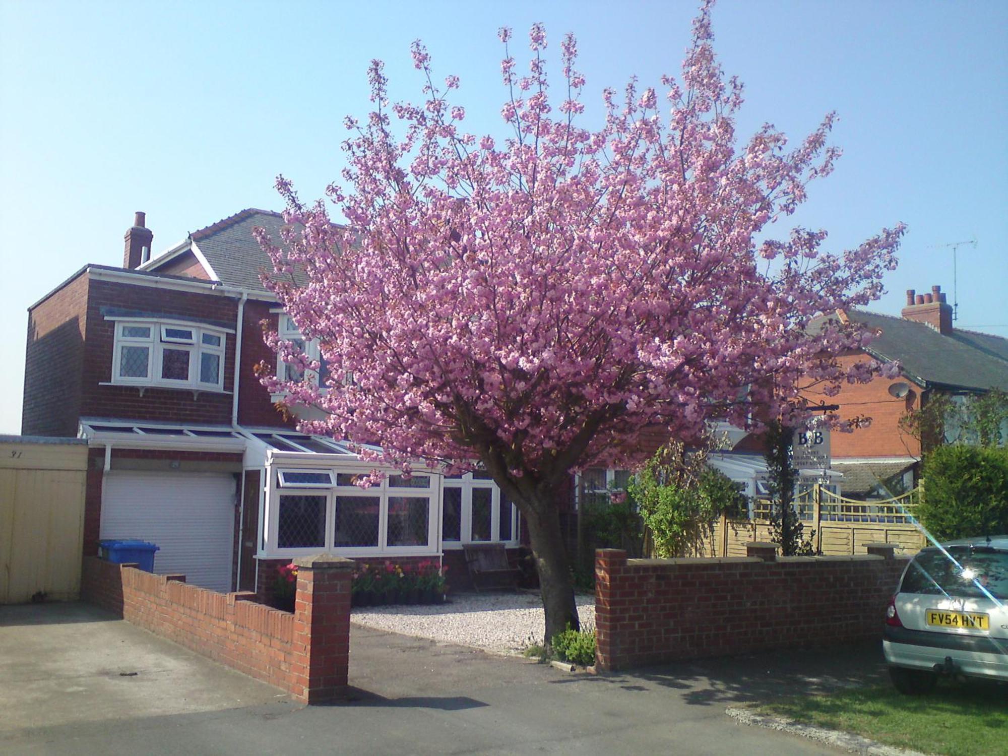 Cherry Blossom Guest House Whitby Eksteriør billede